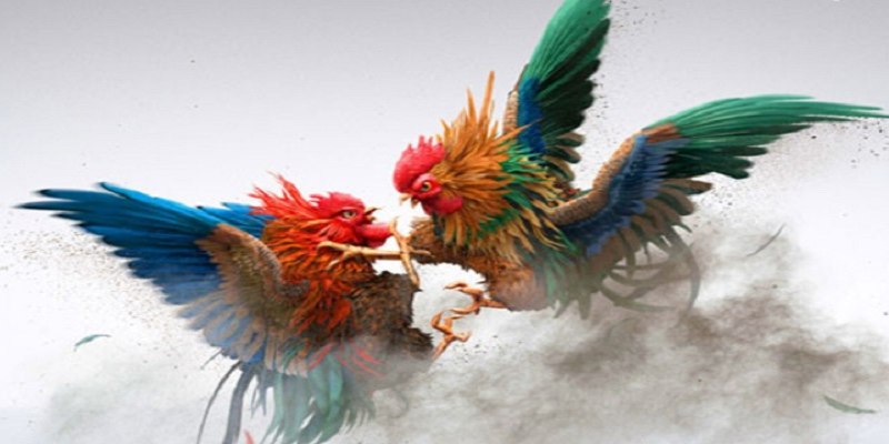 Các trận đấu đá gà Thái Lan